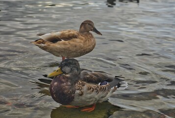 ducks on the water