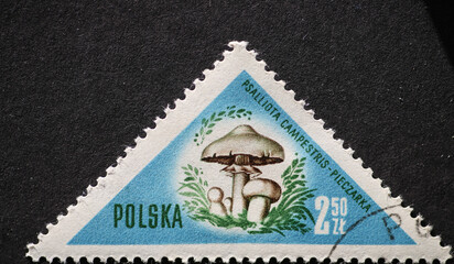 POLAND-CIRCA 1959 : A post stamp printed in Poland showing a Mushroom  .Psalliota campestris