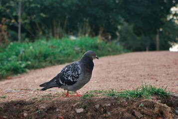 doves walk in the park