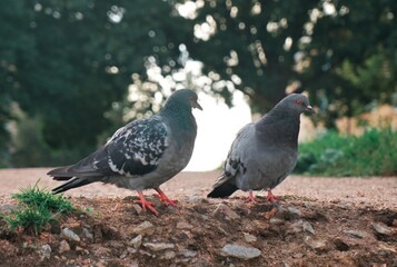 doves walk in the park
