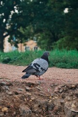 doves walk in the park