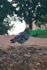 doves walk in the park