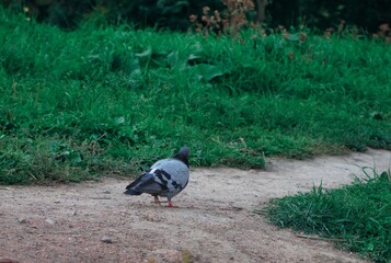 doves walk in the park