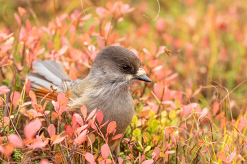 Adorable corvine bird, Siberian jay, Perisoreus infaustus among autumn colored blueberry leaves in Finnish nature