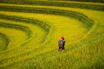 Red Dao people on the rice terrace