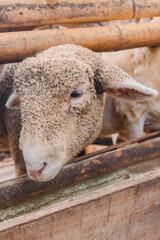 Naklejka premium Close Up - Head of sheep on a farm