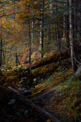 moody autumn forest landscape deep wilderness environment with falling of trees and brown moss in October season time vertical photography