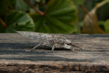 Close-up of a Wood Grasshopper with a body resembling a piece of wood perched on a log and in camouflage