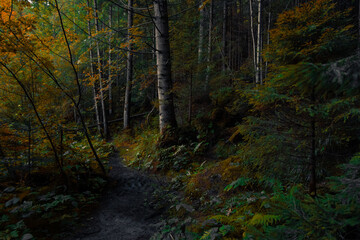 dark autumn forest landscape photography of October season morning time moody wood land environment