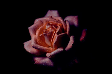 Elegant rose with waterdrops in the dark