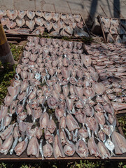 Dried Fish That Is Drying In Under The Sun In Talisayan, Berau, East Kalimantan, Indonesia