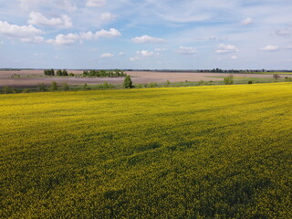 Picturesque rapeseed field under the blue sky. Farmland covered with flowering rapeseed, aerial view.