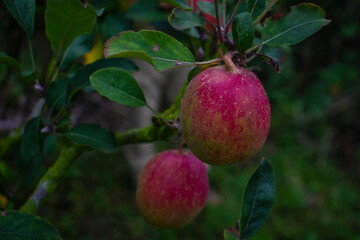 apples on a tree