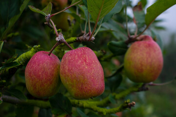 apples on tree