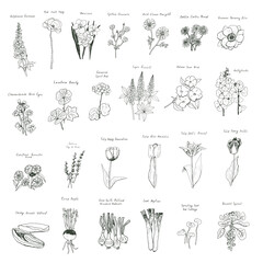 Fototapeta na wymiar Vegetables, flowers, tulips vector illustrations set