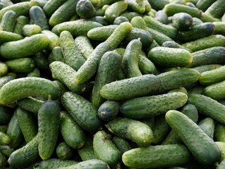 tasty green cucumbers for salads and preserves