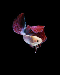 A betta fish is a small, freshwater fish that is brightly colored
has long fins and sometimes called a Siamese fighting fish.
This is one of kind betta fish called Double Tail Halfmoon Betta Fish