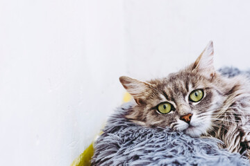 Portrait d'un magnifique chat tigré aux poils angora