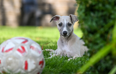 Chien Whippet race canin balle jardin