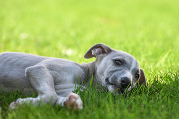 Chien Whippet race canin