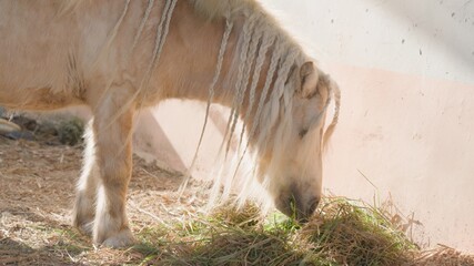 A cute white pony with pigtails on its mane is eating fresh hay against a soft pink wall on a sunny...