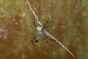 The Spider is Ready to Execute its Catch
