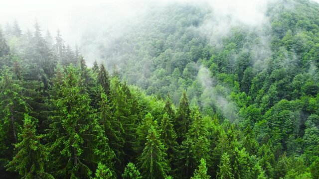 Aerial view of misty forest, Clouds above mountain. Drone shot flying over spruce conifer treetops, nature background footage in 4K