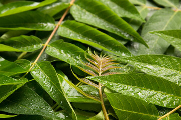 Green leaves close up. Raindrops on the leaves.
