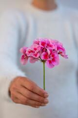 Unrecognizable woman holding pink pelargonium flower in her hand. Selective focus.