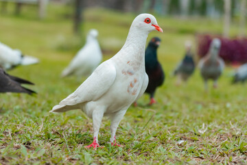 White Dove on Green Grass Field Along With Other Doves