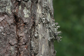 Obraz premium Pine bark with sprouted moss