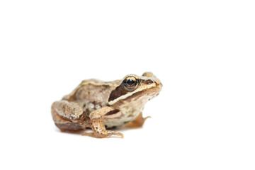 toad on a white background.