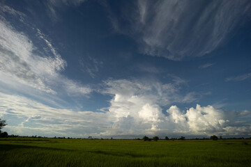 Panorama blue Sky clouds over Rice fields before the rain.