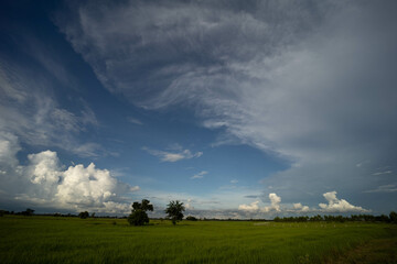 Fototapeta na wymiar Panorama blue Sky clouds over Rice fields before the rain.