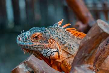 Iguana, Herbivorous Lizard Genus Relaxing & Sunbathing - Close Up