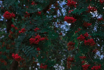 bunches of rowan on a tree