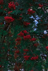 bunches of rowan on a tree