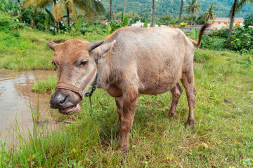 Farmer's pet buffalo used to plow the fields in the traditional way