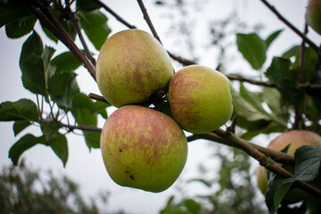 apples on tree