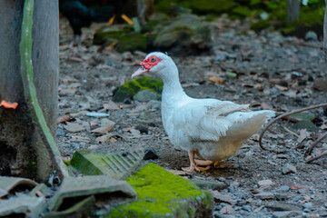 White Muscovy Duck relaxing in the backyard