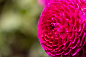 dalhia in bloom in golden gate park san francisco