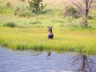 Obraz na płótnie Canvas A moose from behind after she just climbed out of the marsh water.