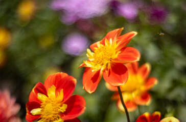 dalhia in bloom in golden gate park san francisco