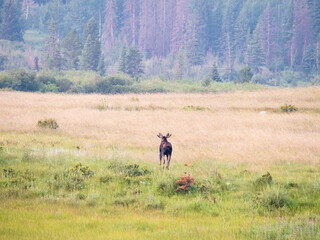 A moose from behind with her rack in the air looking at the foothills of the Rocky Mountains.