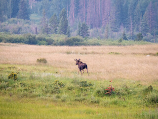 A mother moose runs after her young in a colorful meadow with the foothills in the background.