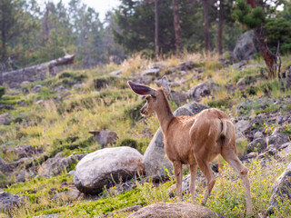 A doe mule deer stands alert on a hillside in the Rocky Mountains of Colorado.