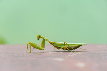 Close-up and bokeh of green praying mantis with sharp hands and elegant view on leaves in a garden - Powered by Adobe