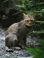 cat in the garden