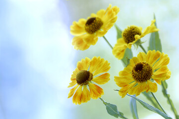 Dzielżan jesienny Helenium