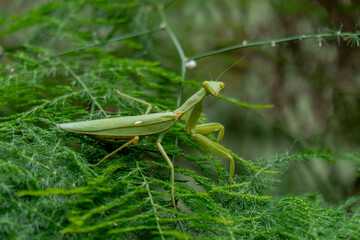 Close-up and bokeh of green praying mantis with sharp hands and elegant view on leaves in a garden